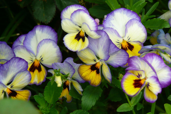 Райские кущи у вас дома: 5 долгоцветущих садовых растений